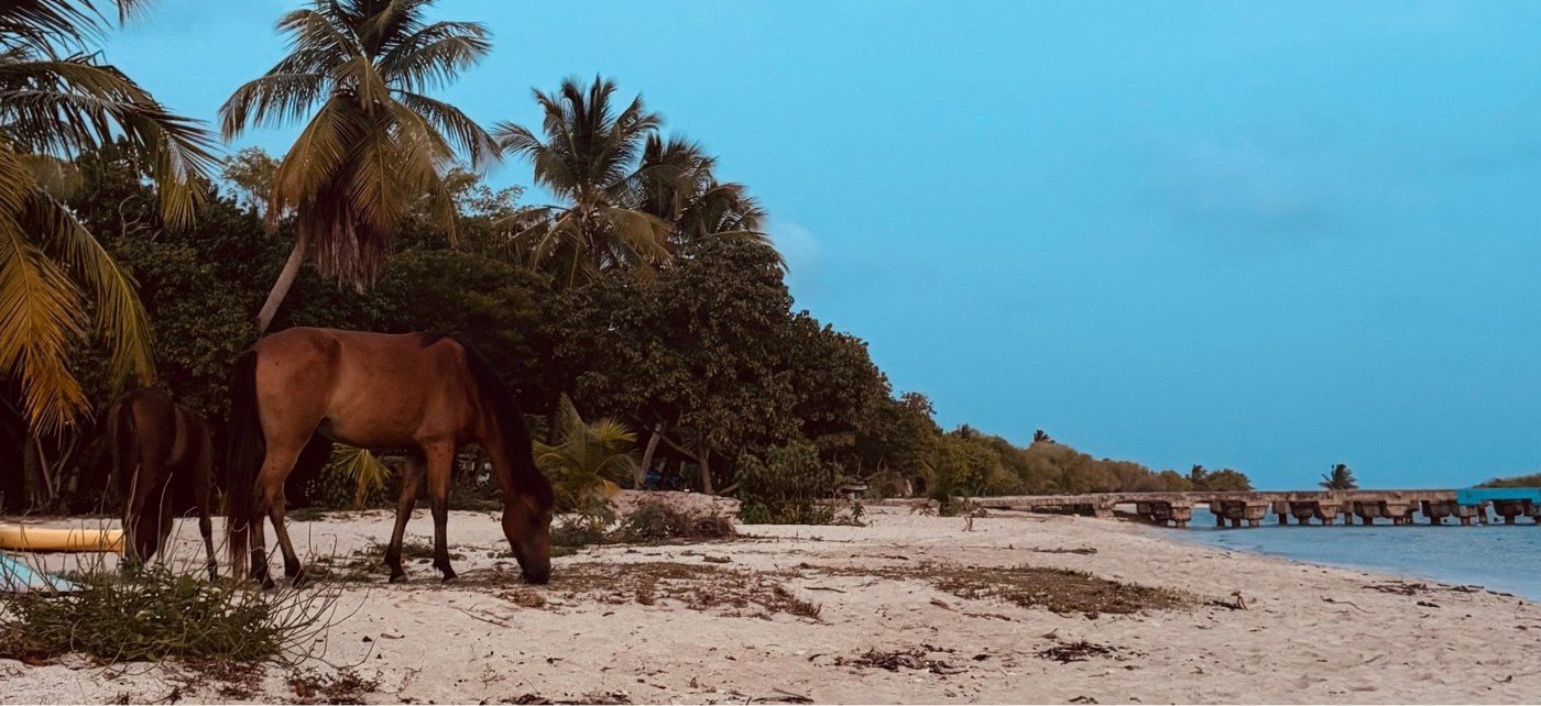 Wild horses grazing on a Vieques beach